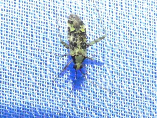 Réf. 347 953 : Phytocoris tiliae